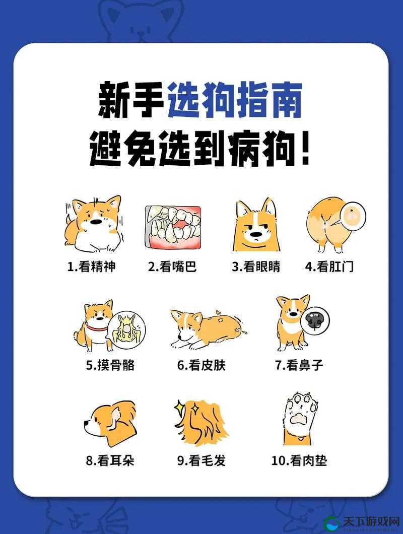 如何选择适合自己的宠物？人狗畜禽 Company Limited 解答