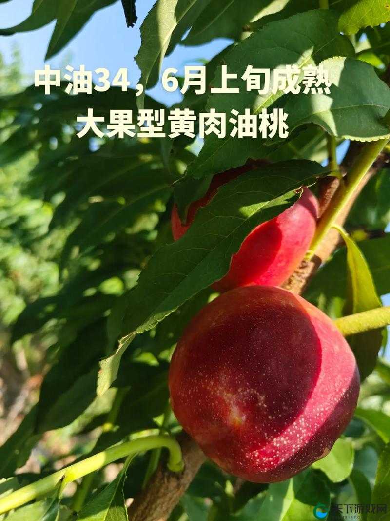 桃子移植的 1000 款黄油网站，你知道多少？