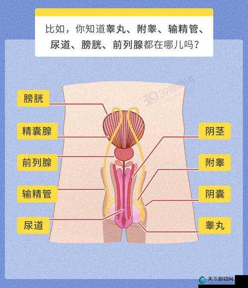 有哪些值得一看的男性生殖图片大全高清图？