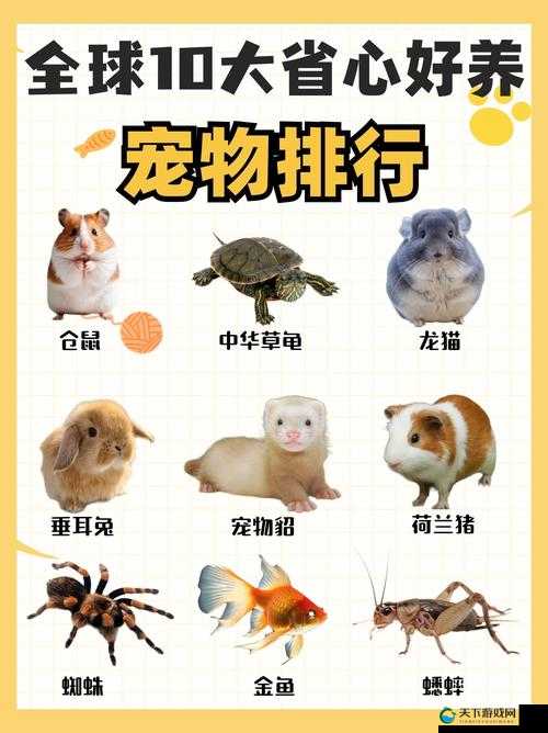 如果的世界宠物品质，宠物品质类别区分