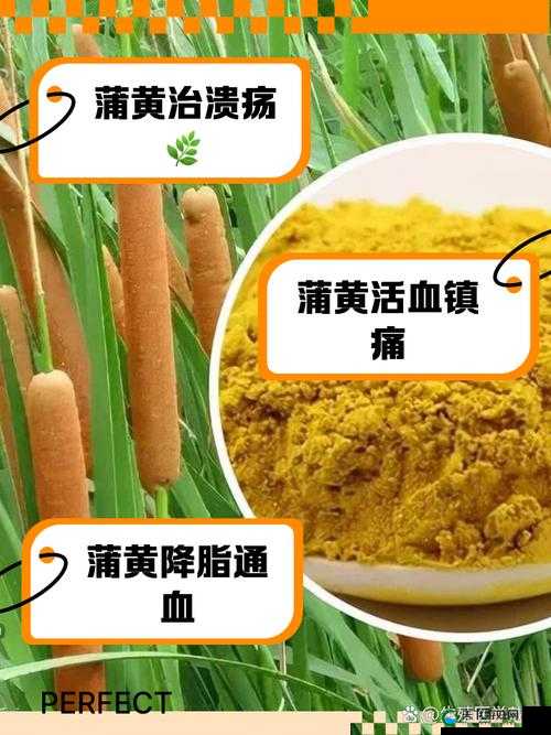 黄品雁汇是什么？它有哪些特点和作用？带你全面了解黄品雁汇