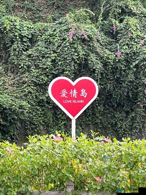 爱情岛专业网址：一场关于爱情的冒险之旅