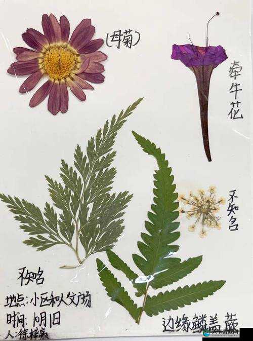 标本制作有哪些技巧和注意事项？一文带你全面了解标本制作全过程