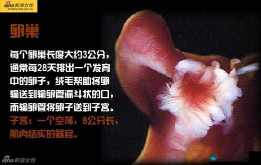 一夜情全过程揭秘：从初次相遇到激情时刻的详细经历与心理变化