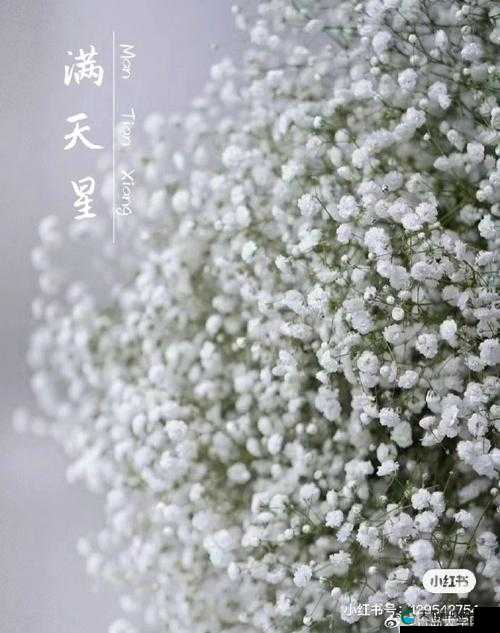 欧美版和英版满天星有何不同？