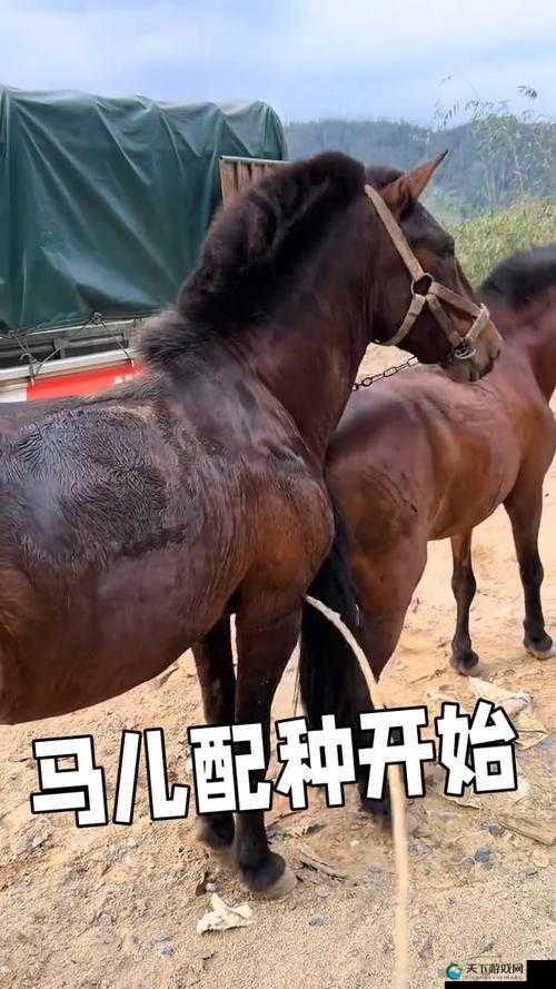 你想知道马是如何交流的吗？马的交流方式有哪些？为什么马的交流方式如此重要？