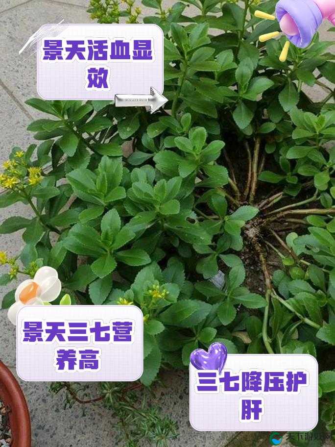 三七大但人文全集第一集：三七的历史与文化背景，探寻其独特魅力与价值