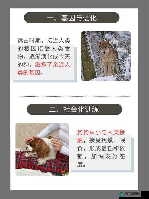 人与畜禽的关系是怎样的？为什么有人喜欢养宠物？畜禽对人类有什么贡献？