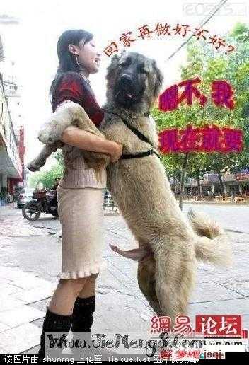 什么？男人与雌性宠物相交竟然还有 A 片？