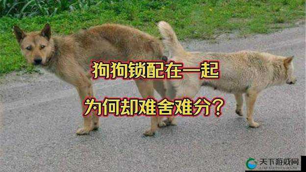 大狗锁住女人狗的视频大全：真实场景记录与详细解析，揭秘背后的故事与真相