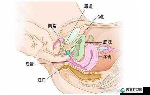 女性下部的那些神秘之处你了解多少女性下部健康与哪些因素相关呢女性下部的正常生理特征是怎样的
