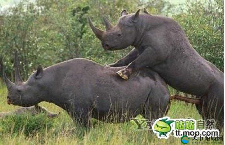 为什么欧美人喜欢禽 z020 性动交？这种行为是否健康？