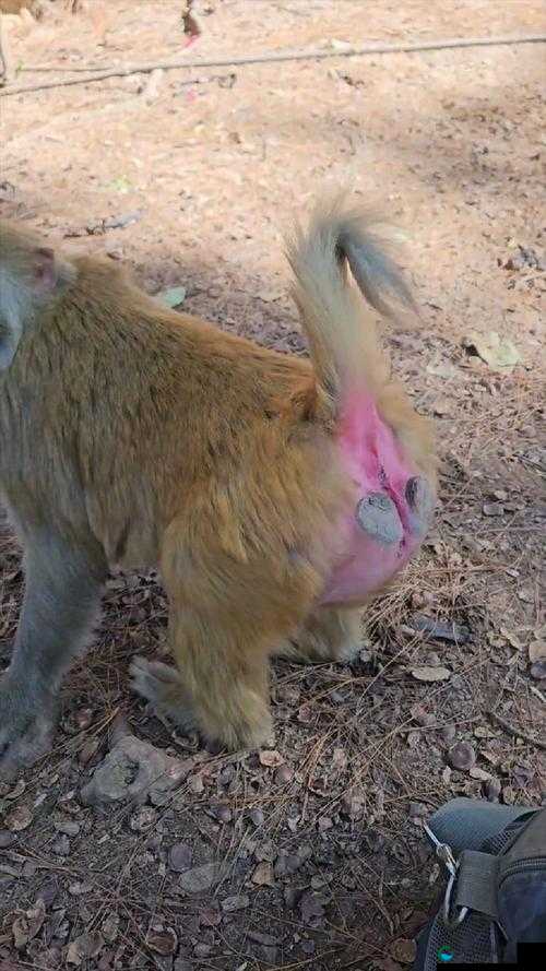 二人生猴子全集免费观看？这是真的吗？或者：二人生猴子全集免费观看是福利还是陷阱？又或者：二人生猴子全集免费观看，你敢看吗？