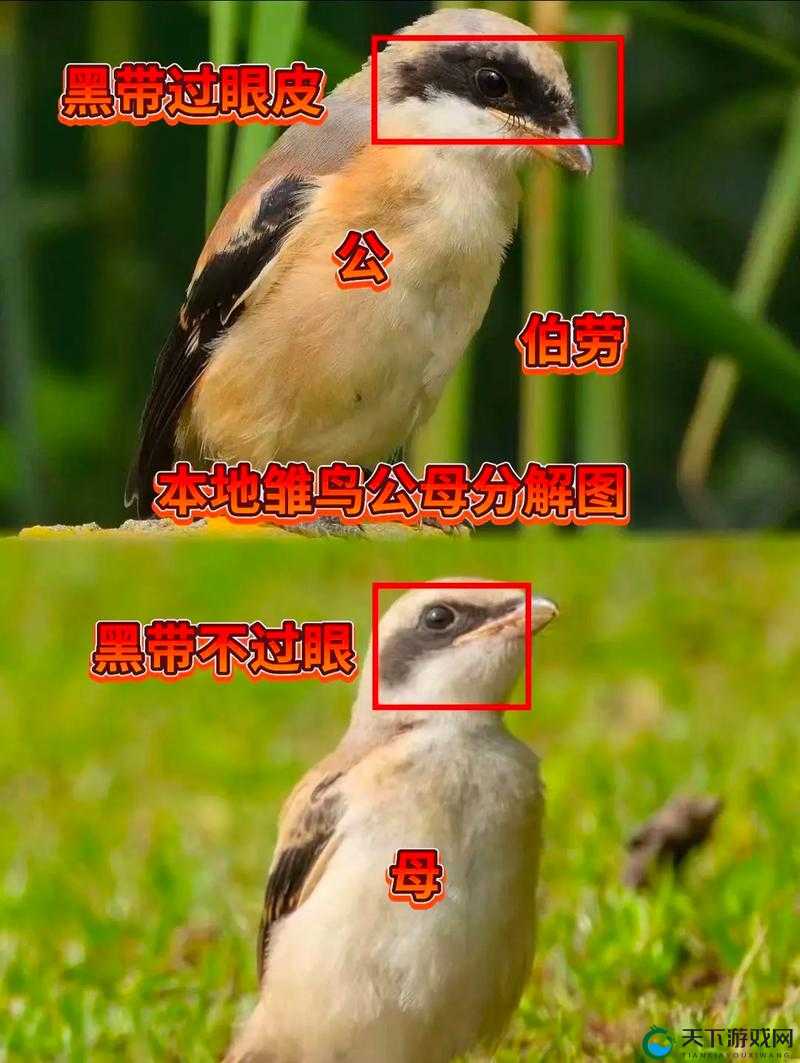 幼鸟和雏鸟到底有何区别？谁能清晰解答这个令人困惑的问题？幼鸟与雏鸟的差异究竟在哪？快来一探究竟寻找准确答案究竟怎样区分幼鸟和雏鸟？专业解答带你走进鸟类成长的秘密