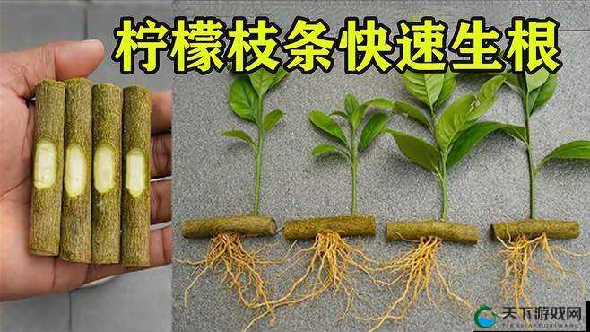 七二种扦插法视频大揭秘想知道如何正确操作吗？快来一探究竟