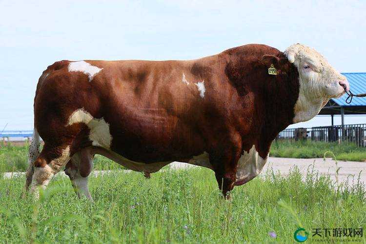 女人和公牛做过又大又长又爽是什么感觉？揭秘这种独特体验背后的真实感受与心理变化