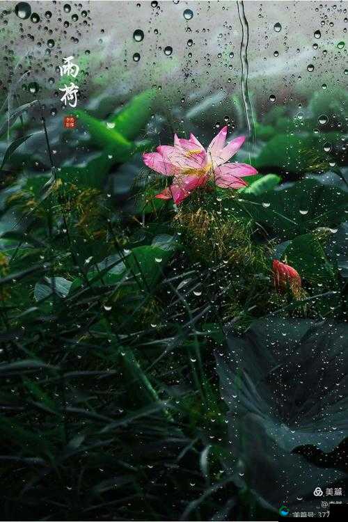 船上弄雨荷 30 集在哪能免费观看？快来这里寻找答案