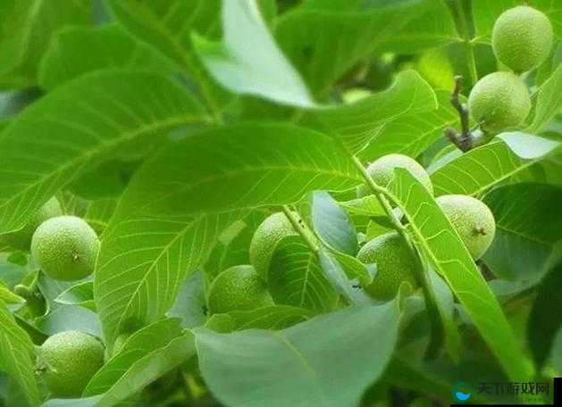 胡桃的营养价值与功效揭秘：为何它被誉为‘长寿果’？健康益处全解析