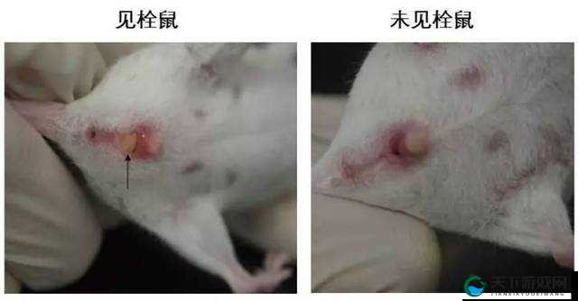 动物配种全过程大全：从选择到繁殖的详细指南与实用技巧分享