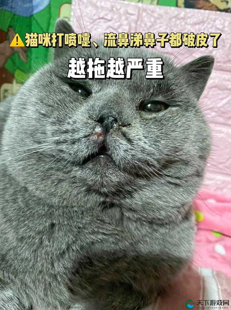 猫咪流鼻涕一直不好怎么办？如何解决猫咪流鼻涕长期不好的问题？