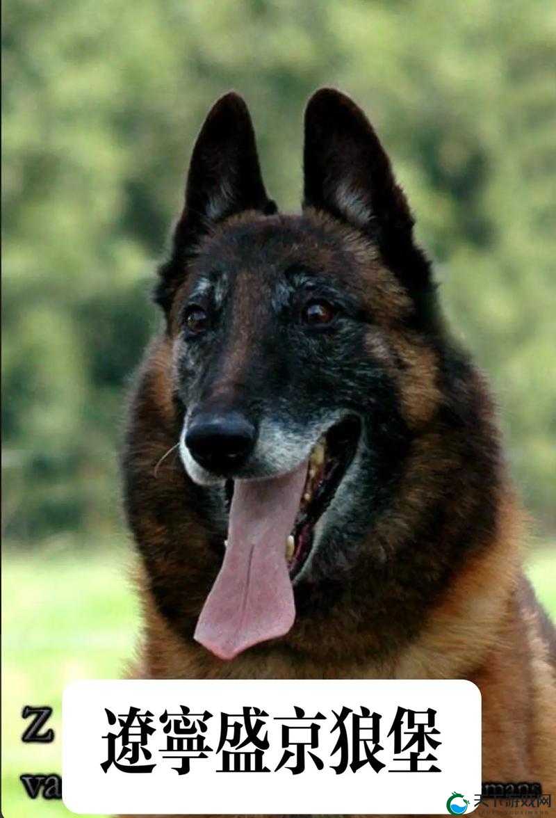 ZoomDog 视频拍摄于何处？探寻神秘之地的精彩呈现ZoomDog 视频究竟在哪拍摄？揭开独特场景的神秘面纱ZoomDog 视频拍摄地究竟何方？探寻未知角落的奇妙之旅