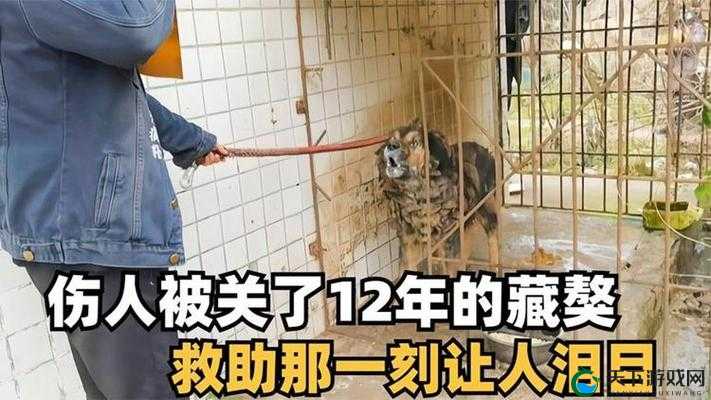 震惊藏獒为何会对主人下口？藏獒吃主人事件背后的真相究竟如何？藏獒吃主人，这一骇人听闻的事件因何而起？背后隐藏着怎样的秘密？惊爆藏獒竟然吃主人，是野性难驯还是另有隐情？真相亟待揭开