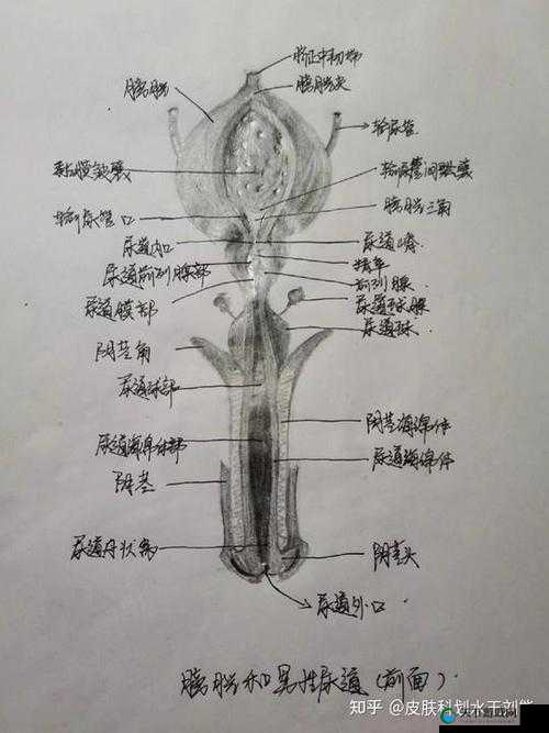 男性下部的那些秘密你了解多少？关于男性下部构造与功能的探究男性下部尺寸大小与健康有何关联？深度解析相关问题男性下部勃起功能正常与否为何如此重要？探讨关键要点
