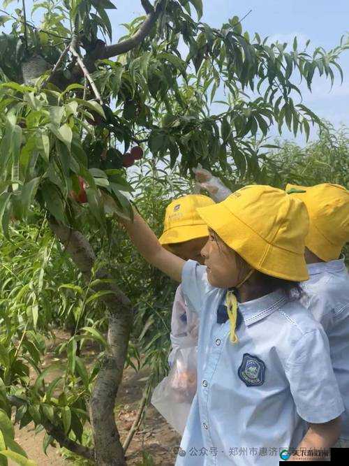 夏日小公园桃子移植怎么操作？有哪些注意事项和技巧？