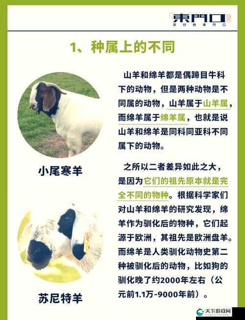 羊可以用来日吗？深度解析羊的各种用途及可能性探讨