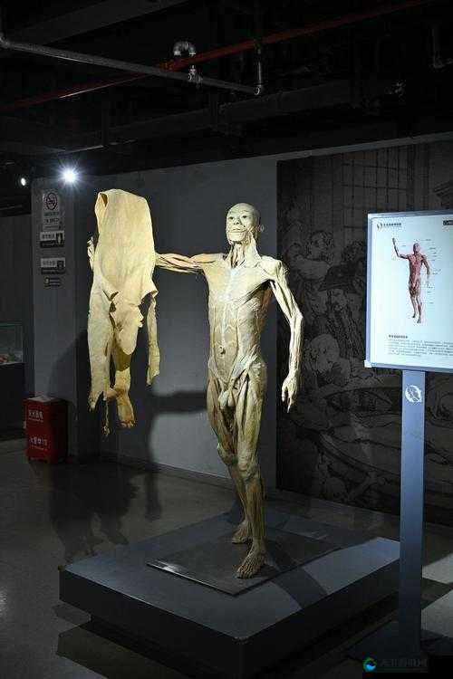 女孩全剥皮标本：探索人体解剖学的极致细节与科学教育的重要性