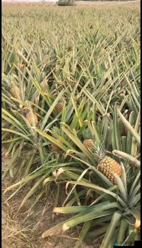 我不太理解大菠萝福建导健章节具体是什么意思，可能你提供的信息不太准确清晰，能否进一步解释或说明一下呢？以便我更好地生成