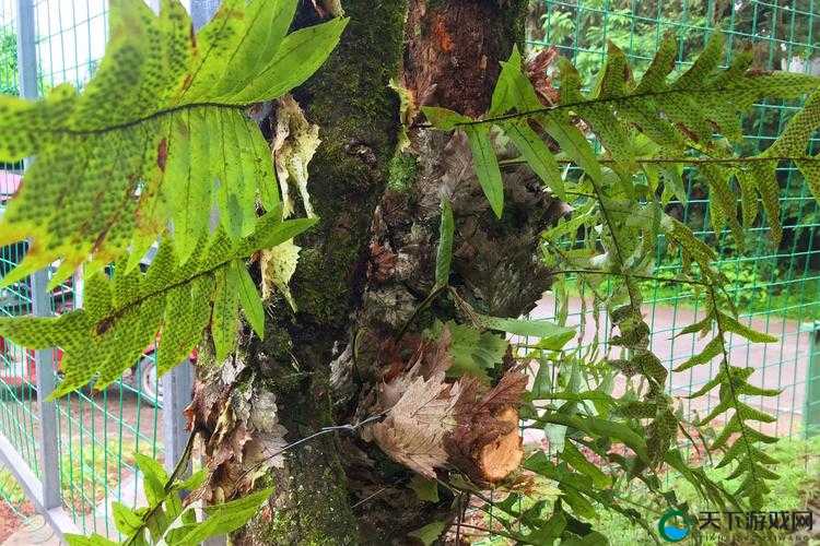 0adc野草年龄认证欢迎您的到来，这里有什么特别之处？大家为何如此关注？