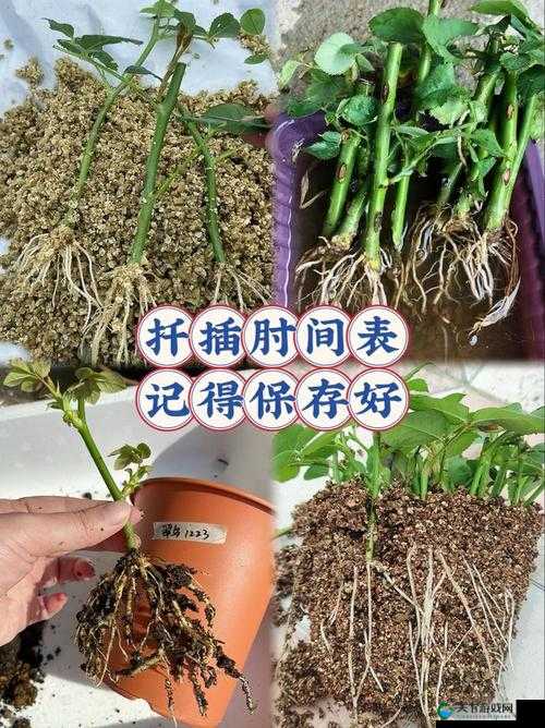 探索在床上的72种扦插方法：实用技巧与创意指南，助你轻松掌握家居园艺新技能