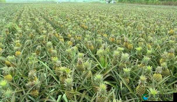 菠萝是怎么长出来的？探秘菠萝生长全过程及相关知识大揭秘