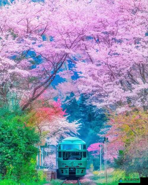 浪漫樱花高清在线观看下载：春日樱花盛景，感受唯美浪漫的视觉盛宴