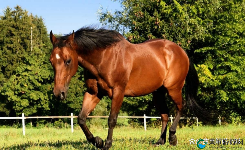 御龙在天，宝马良驹养成记，驰骋天下的秘诀