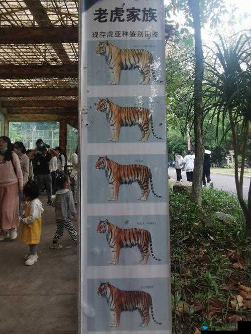 疯狂动物园，长翅膀的老虎攻略演变史