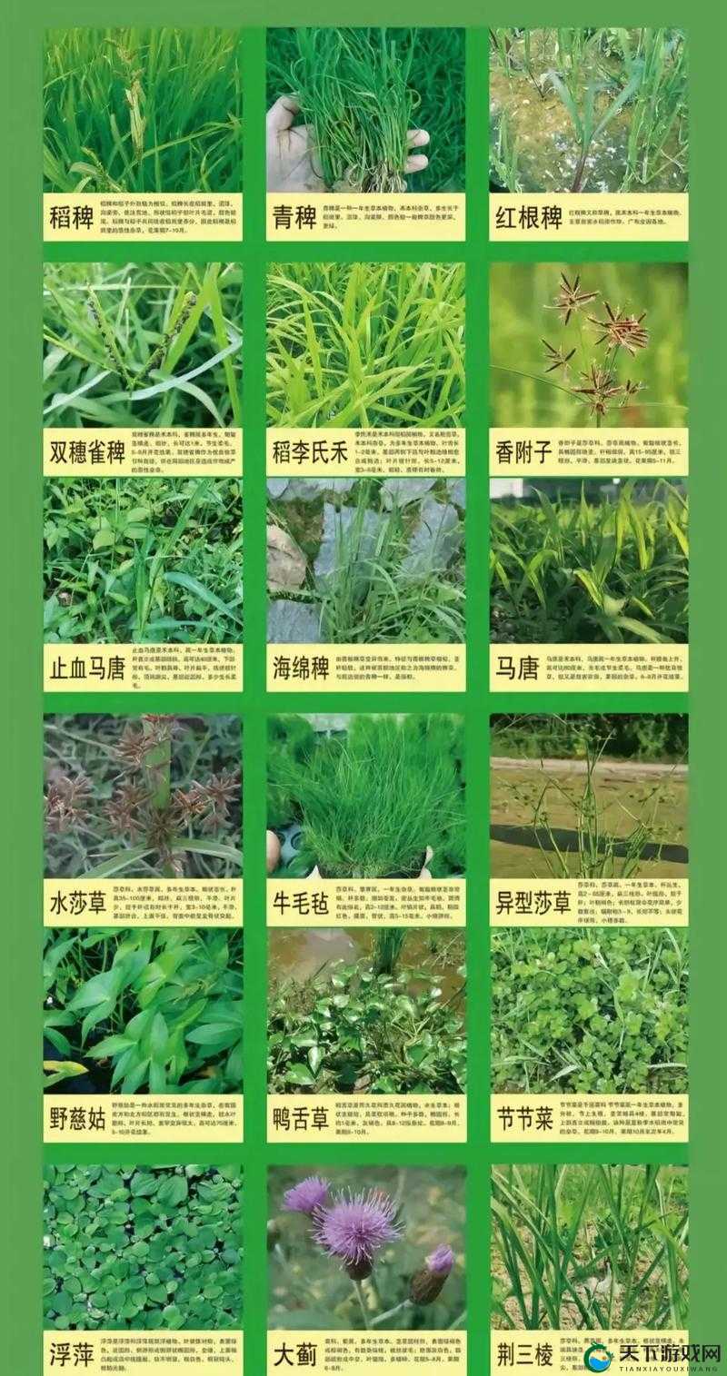 全民农场田作物有哪些 全民农场田作物详解