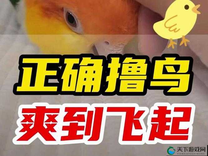 天天撸啊撸，片头动画欣赏与新手指引视频深度解析