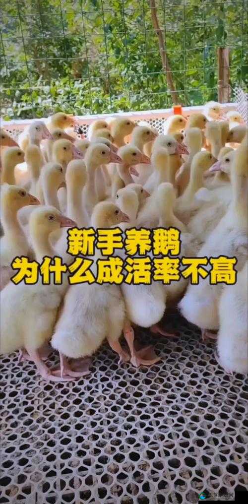 如何在鹅鸭杀中完成它还活着成就？方法与技巧全解析