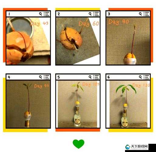 在木筏求生中如何利用水果种子种植？详细种植方法介绍