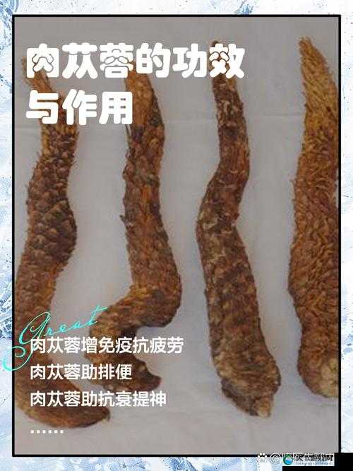 如何在沙石镇时光中快速获得苁蓉？详细方法介绍与技巧分享