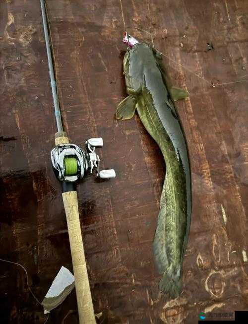小森生活 fishing fun：手把手教你怎么钓到大鲶鱼！