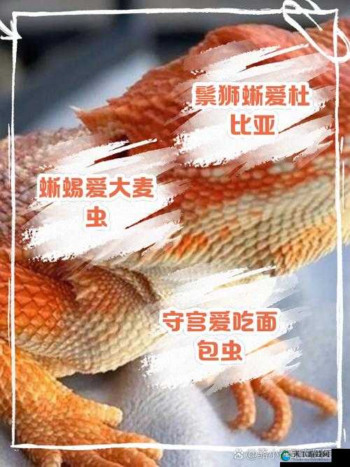 绝美魔法红蜥蜴吃什么？必看生存秘诀！保姆级喂养指南大公开