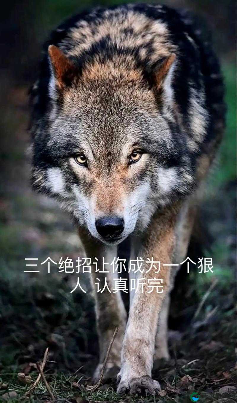 原来这就是狼的操作真相！身边这些技巧90%人不知道