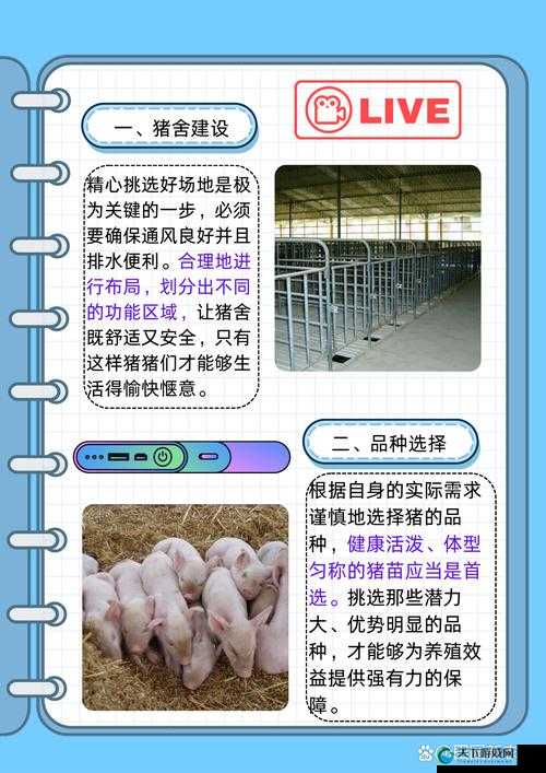 魔法驯服猪终极指南！这样驯猪效率翻倍！