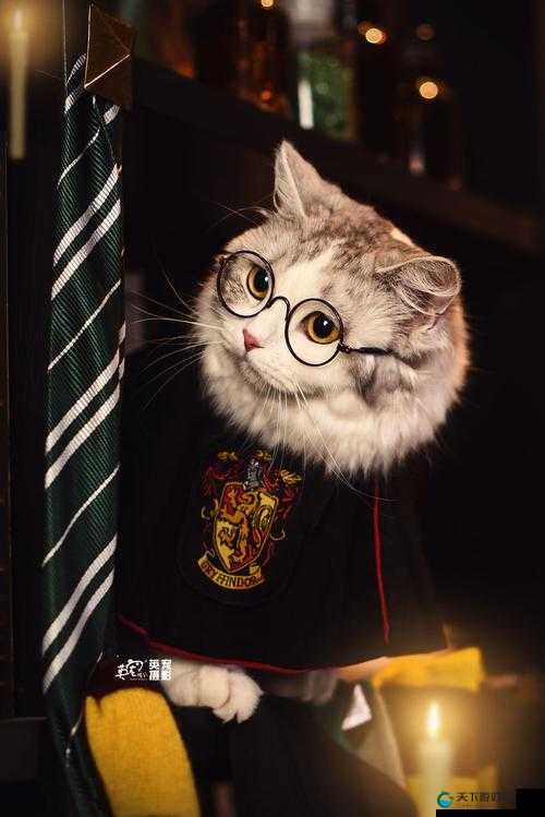 麦格教授必杀技公开！3分钟教你稳赢决斗场